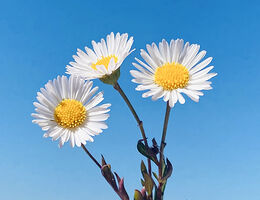 The Daisy Award
